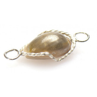 Surinaamse pa moni | Surinaamse schelp 2